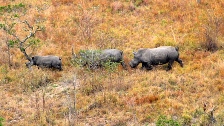 High price of rhino horn leaves bloody trail across the globe, Illegal  wildlife trade